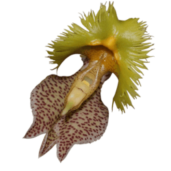 Catasetum 兰花护理