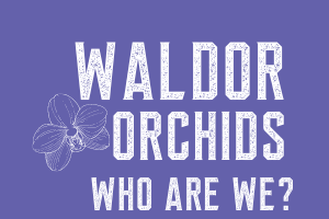 Esta es la página sobre nosotros de Waldor Orchids y Orchid Nerd