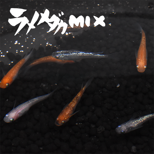 ラメメダカmix らめめだかみっくす 指宿 いぶすき メダカ 成魚10匹 いぶき 指宿メダカとミジンコの通信販売