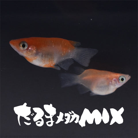 稚魚 だるま系メダカmix 半だるま ショートボディ だるまめだかみっくす 指宿 いぶすき メダカ 稚魚10匹 いぶき 指宿メダカ とミジンコの通信販売