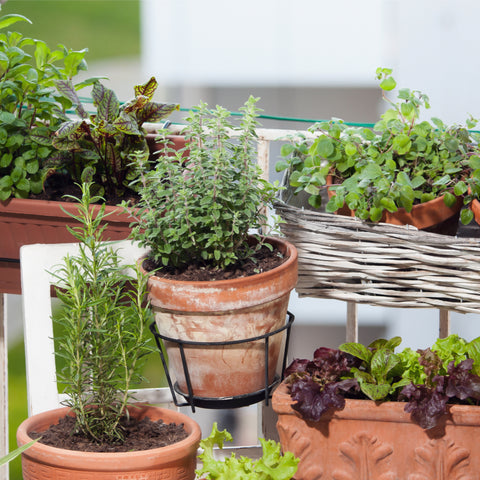 balcony-gardening