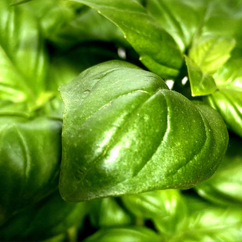 basil-leaf-close-up