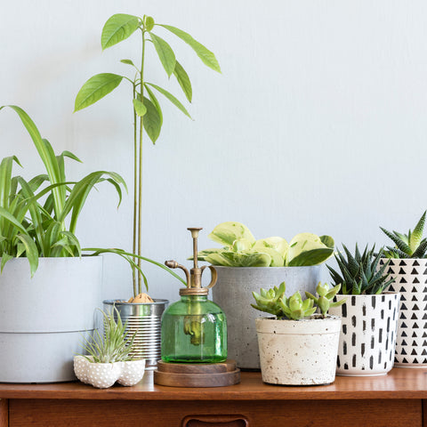 houseplants-grouped-together