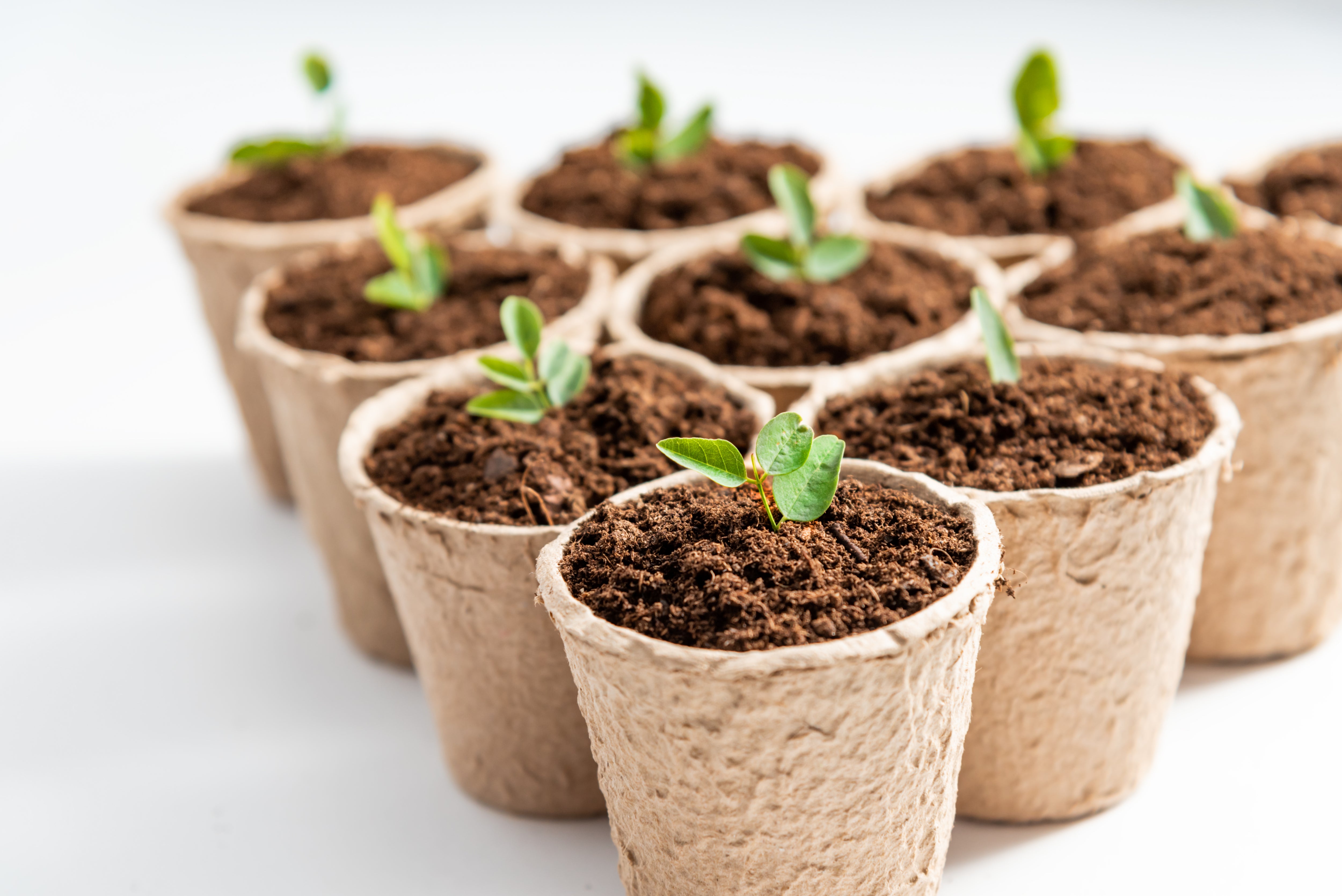 biodegradable seedlings