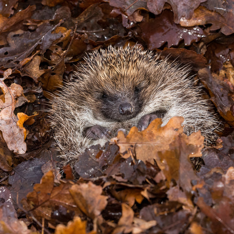 hedgehog-in-a-bed-of-leaves