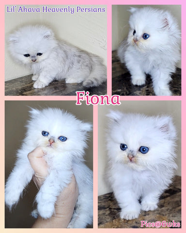 Fiona Silver Chinchilla Dollface Persian Girl Kitten Available