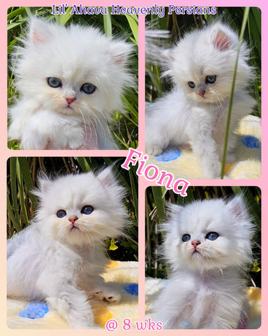 Silver Chinchilla Dollface Persian Kitten Available for Sale