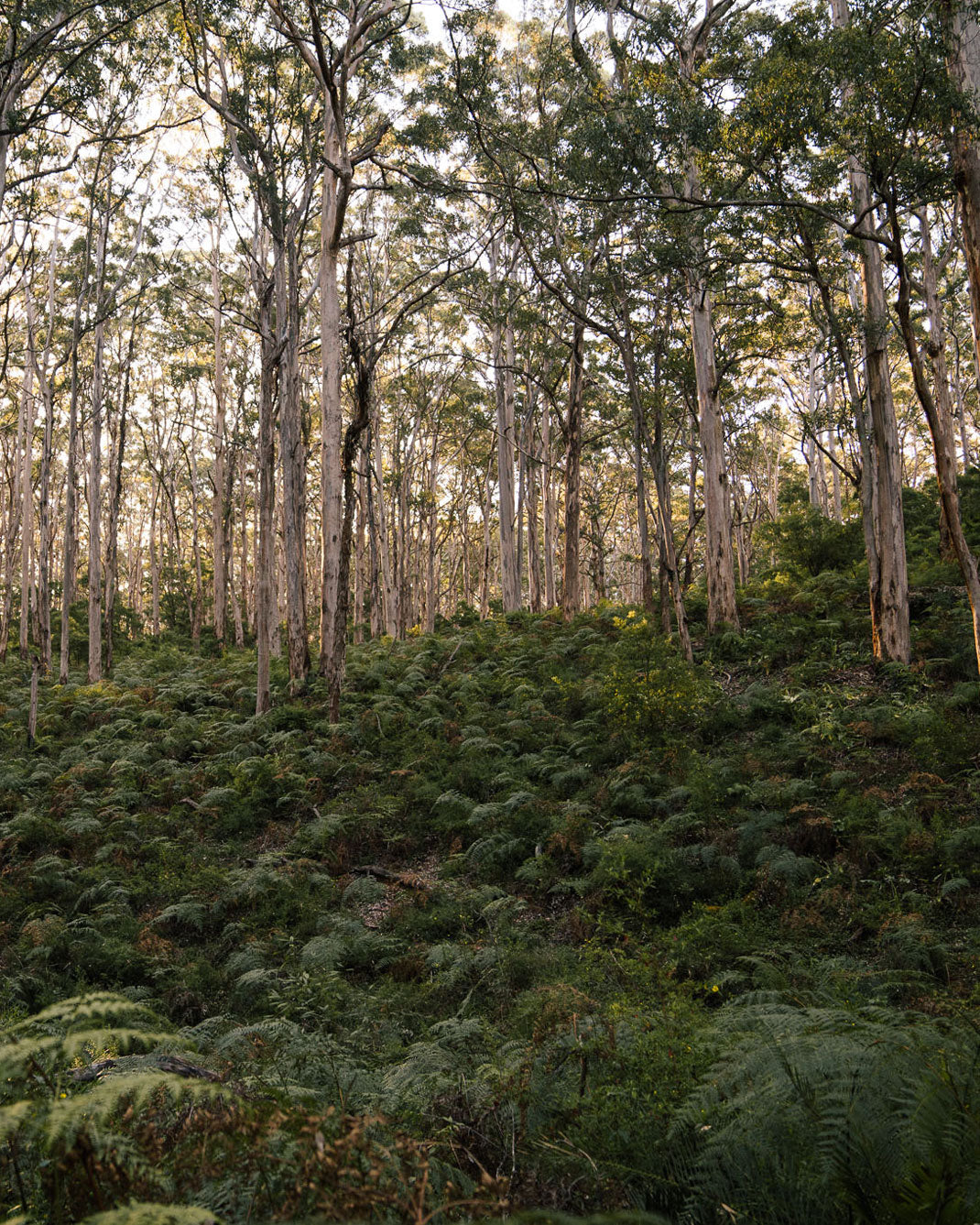 Boyanup forest in South Western Australia