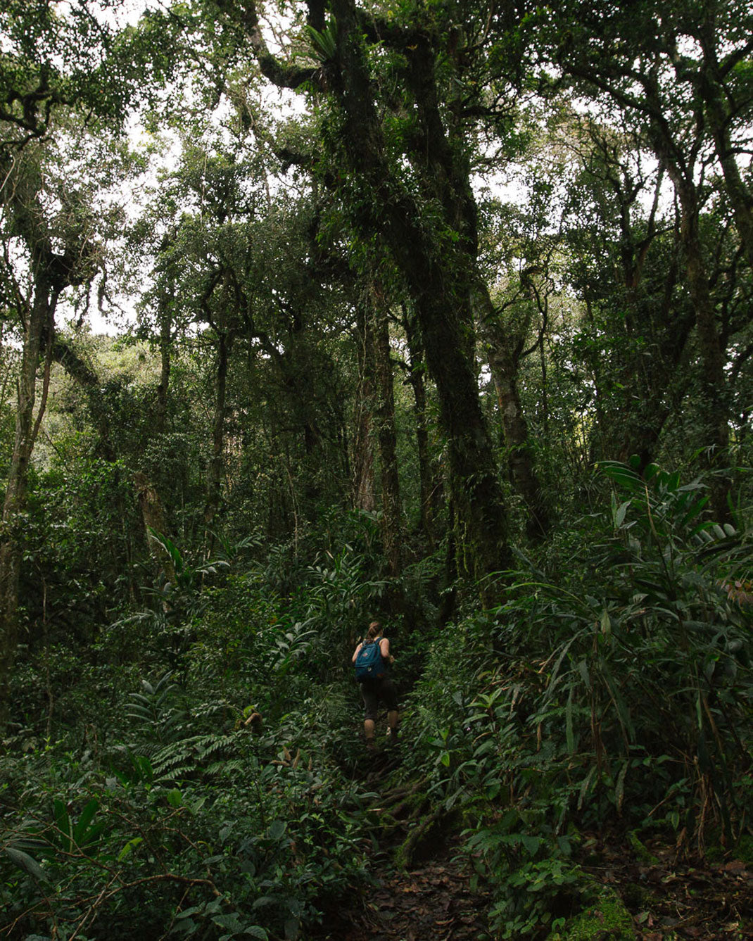 Hiking through dense forest