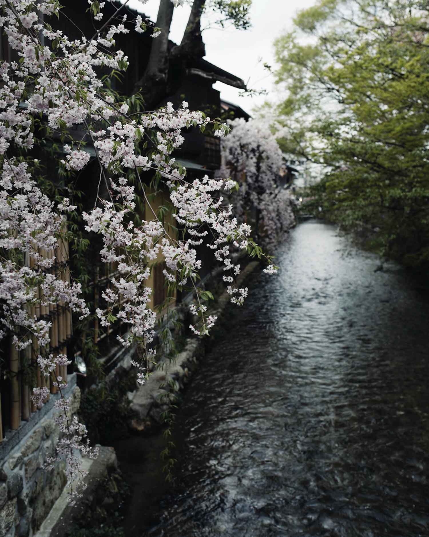Cherry blossom in Gion, Kyoto