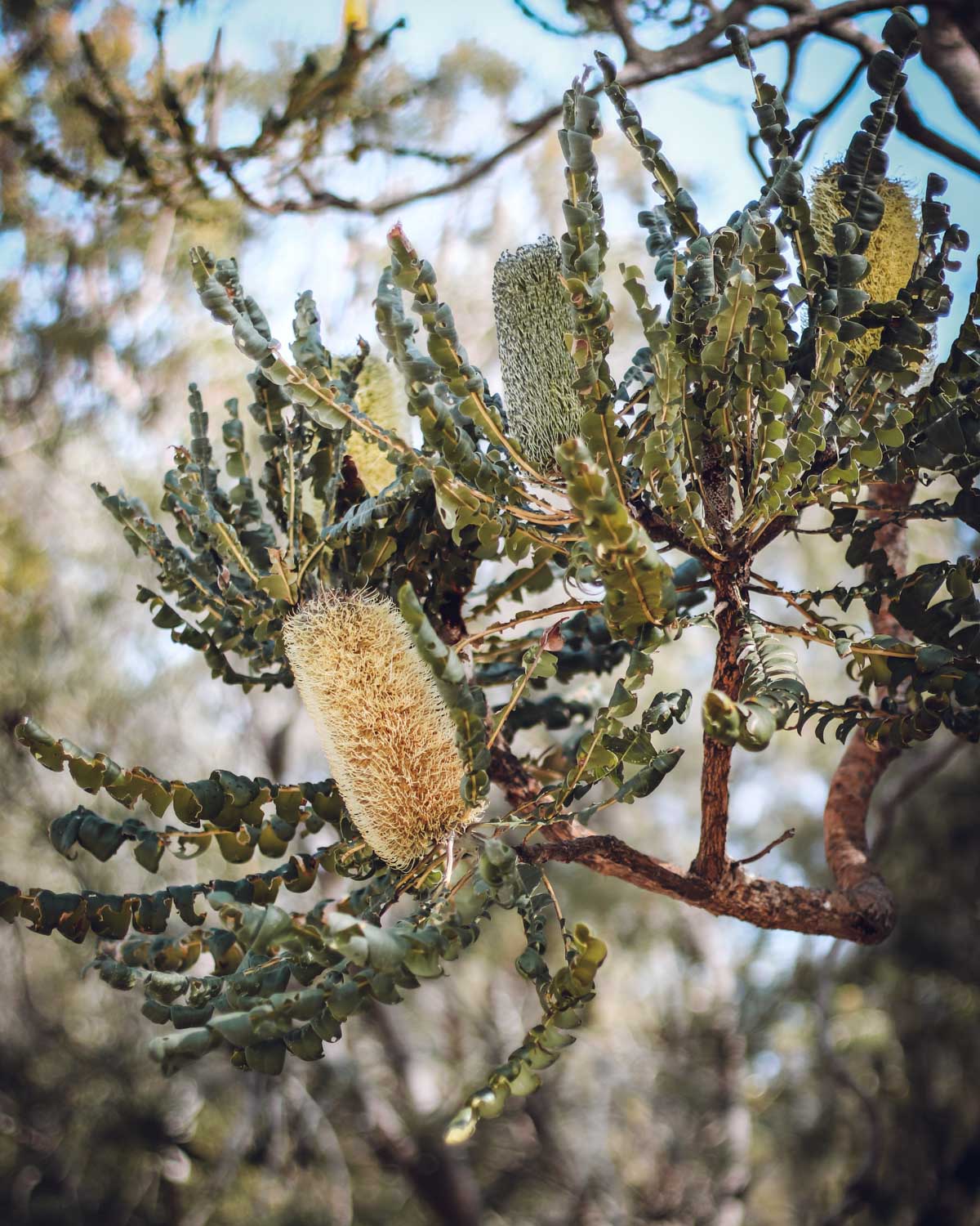 Banksia