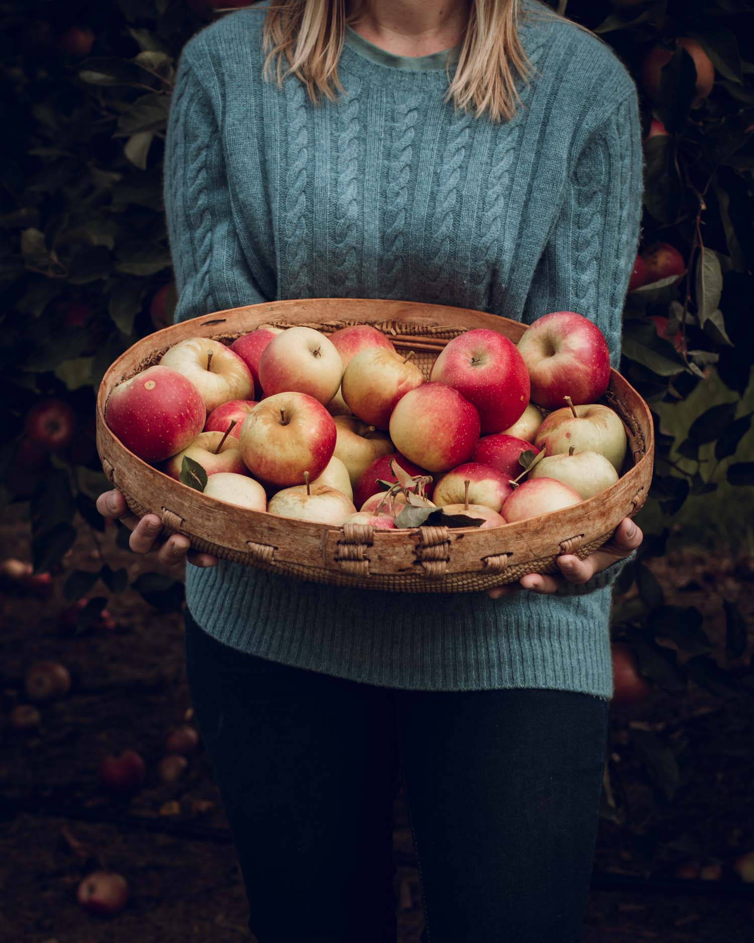 A basket of freshly picked apples