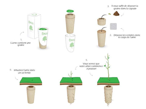 conception urne-arbre bio