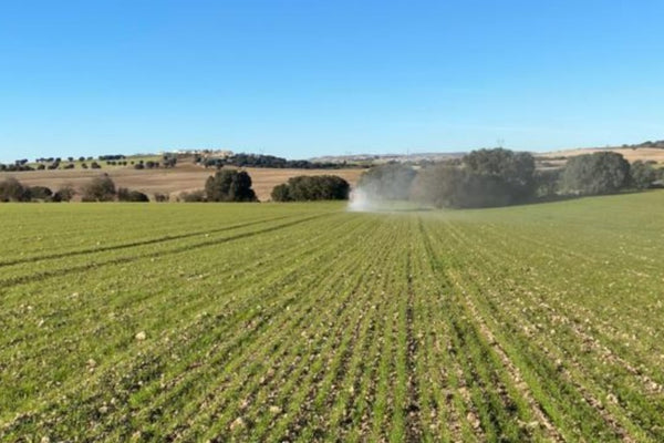 Insecticidas para árboles frutales