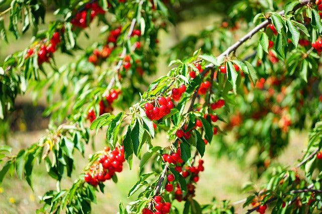 Insecticidas para árboles frutales