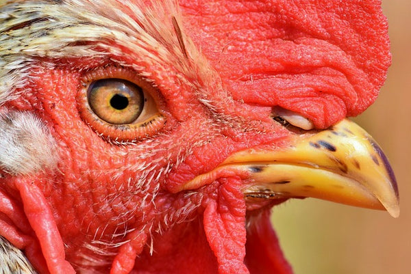 Tipos de desplumadoras para pollos y pavos: todo lo que debes saber -  Sembralia