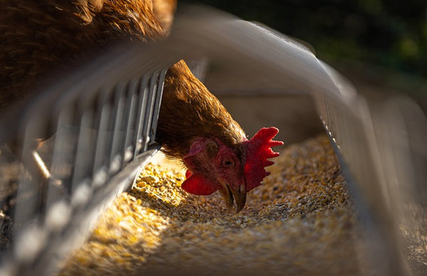 Hazme salado Cordelia Tipos de comederos para aves de corral y gallinas. Funciones y tamaños