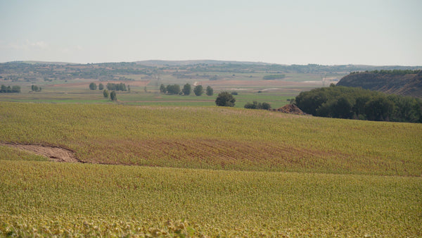 Finca La Carbonera (explotación de cereales de secano y oleaginosas en Cuenca)