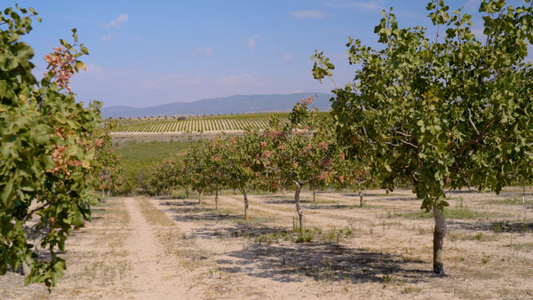 Pistachos de regadío en Castilla La Mancha (Ciudad Real)