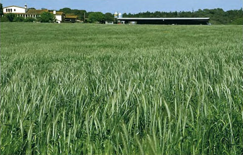 Campo de cereales para forraje