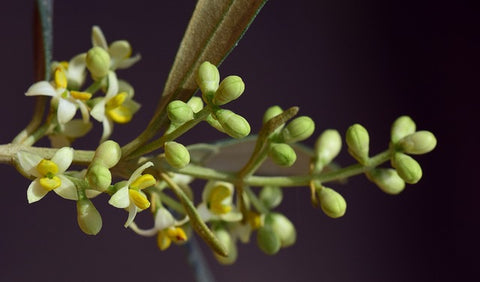 Detalle de los tratamientos para la floración del olivo
