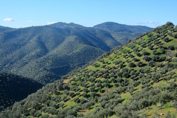 Vista de una ladera en Villaharta (Andalucía) completamente llena de olivos.