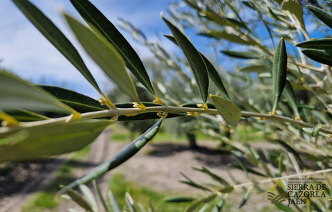 Floración de la oliva - Sierra de Cazorla