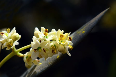 Flor del olivo, con polen