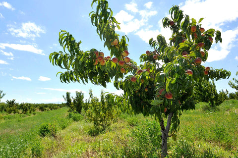 Melocotonero en un campo 