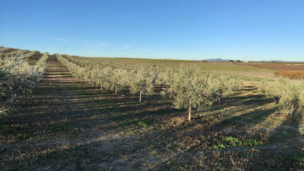 Olivar en Daimiel listo para la poda (parada vegetativa en enero)