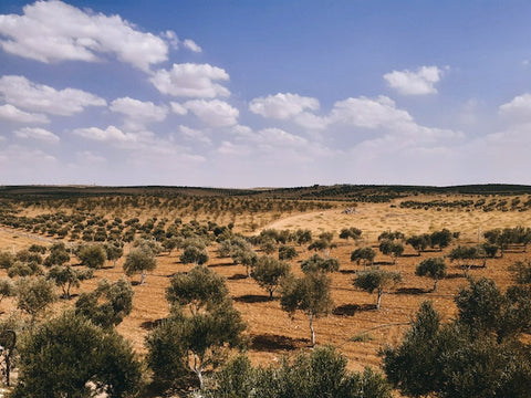 Campo de olivos 