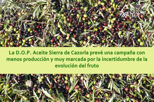 Previsión de la campaña 2023 de DOP Sierra de Cazorla