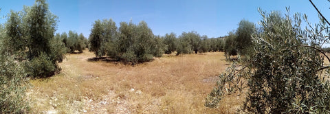 Olivos en Andalucía, panorámica de una extensión olivarera