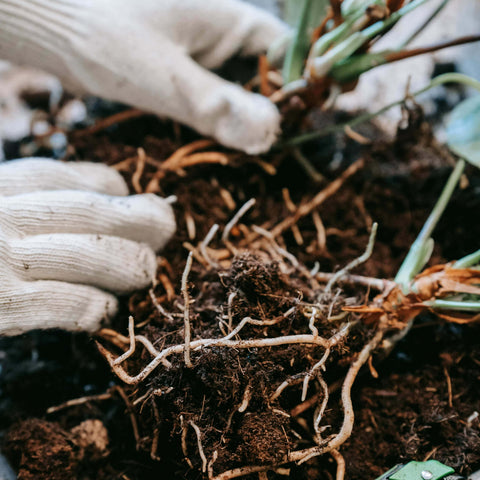 Las raíces mejoran gracias a las sustancias húmicas