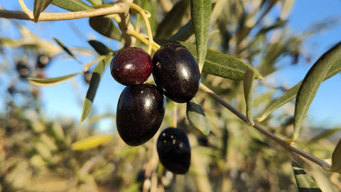 La recogida de la aceituna cambia según la variedad de olivo que se coseche