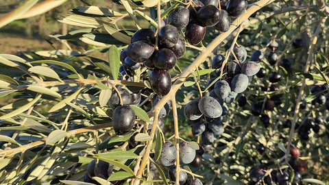 Envero de la oliva