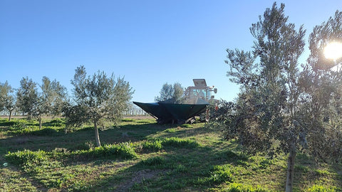 Para la recogida de aceituna es importante tener en cuenta las variedades de olivo