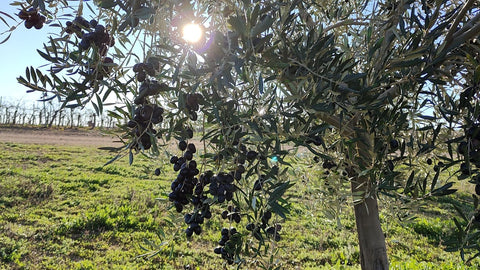 En la península ibérica se da especialmente bien la variedad hojiblanca de olivo, junto con la picual y la arbequina.