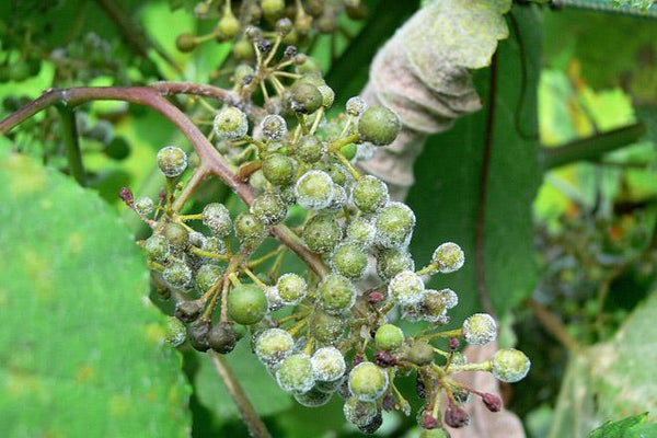 Uvas afectadas por mildiu de la vid