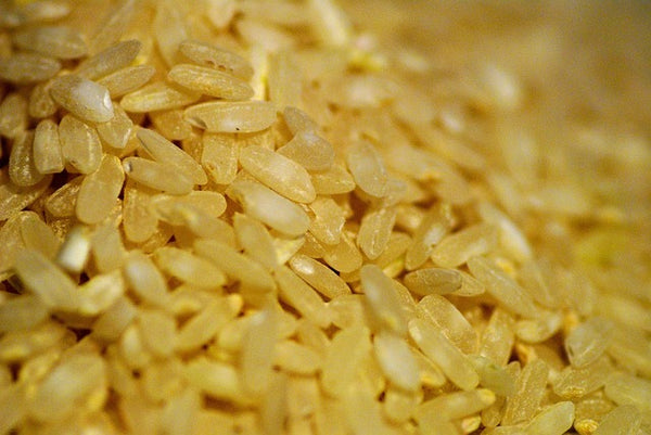 Granos de arroz modificado genéticamente con carotenos