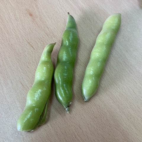 Haba de la variedad Fabiola