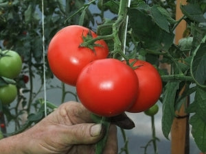 Tomates de huerto