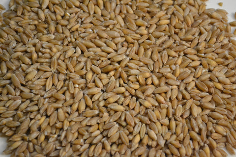 Granos de triticale Español