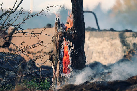 Tronco de un árbol en un cortafuegos