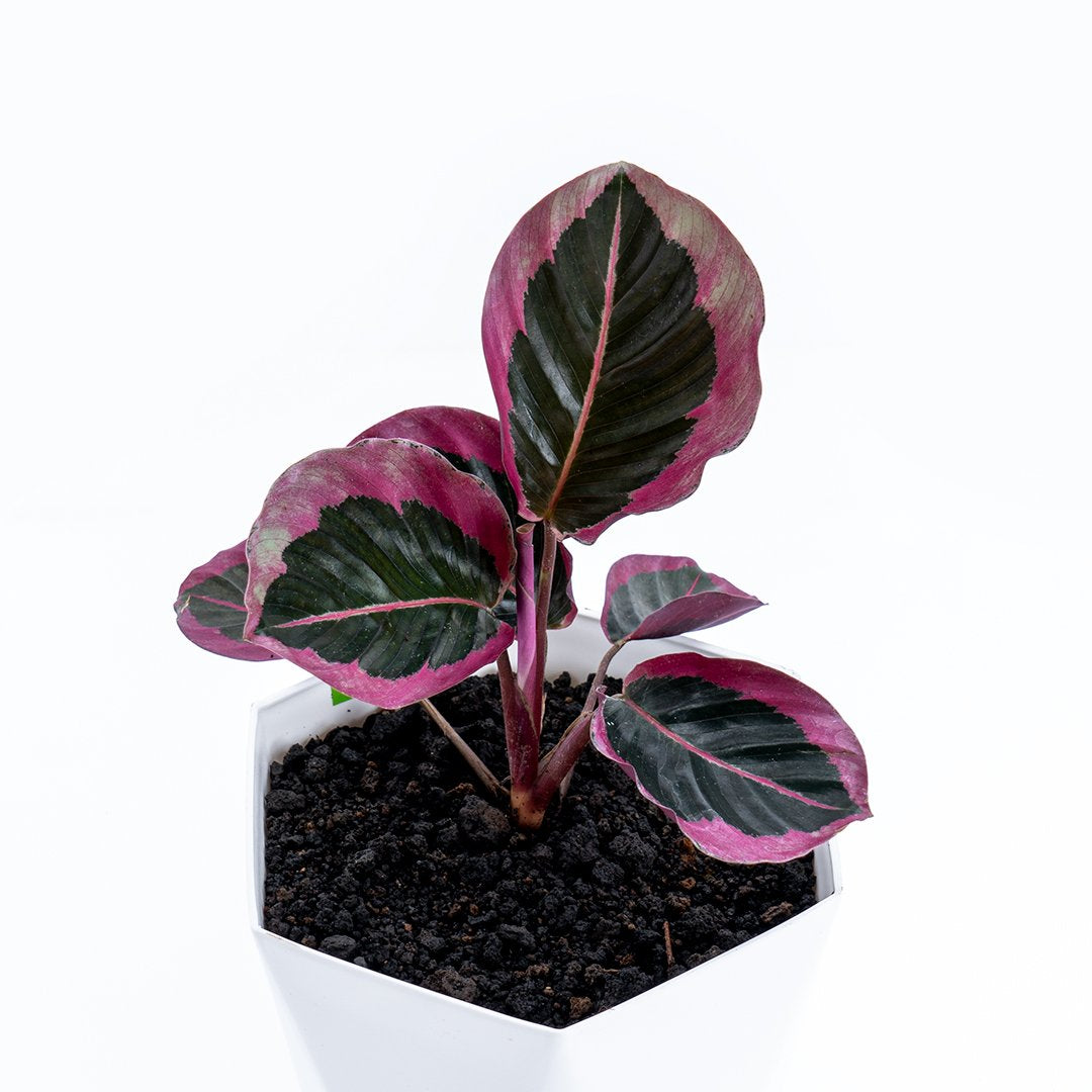 Calathea Pink Jessy – 