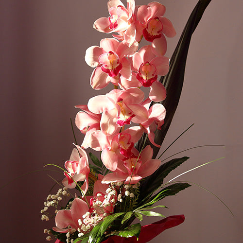 Orchidée (Cymbidium), facile à cultiver : fleur, plantation