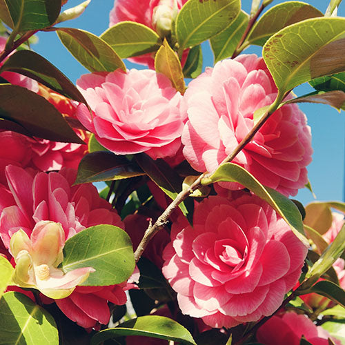 Langage des fleurs en amour - Interflora