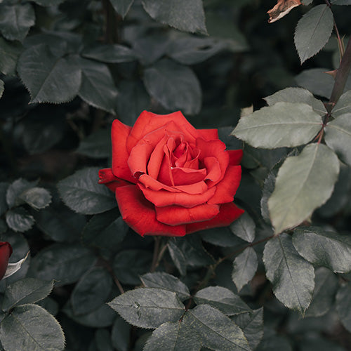 Un Signe De Lettrage à La Main Rose Et Rouge Qui Dit Que Mon Amour