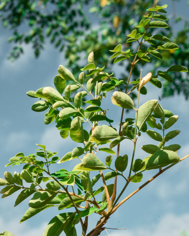 Moringa Leaf Benefits