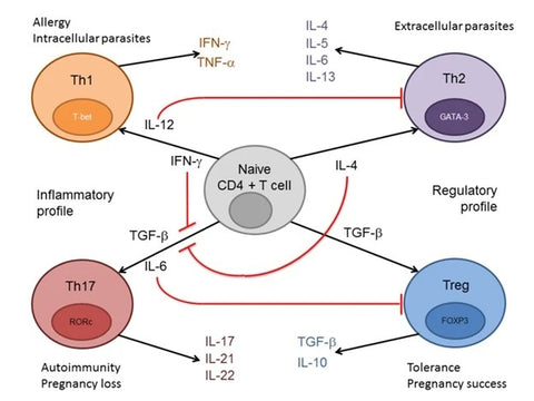 Differentiation of the immune system - how different classes of immune cells are stimulated to develop based on the molecular environment of immune modulating molecules (interleukins, etc.)